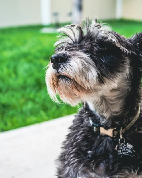 schnauzer outdoors, with green grass in background