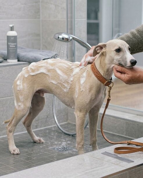 whippet being bathed