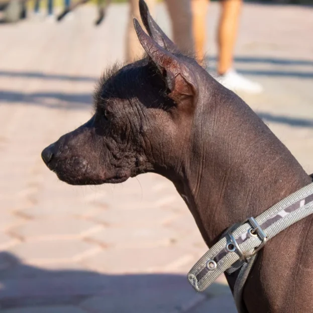 Xoloitzcuintli  wearing harness outdoors