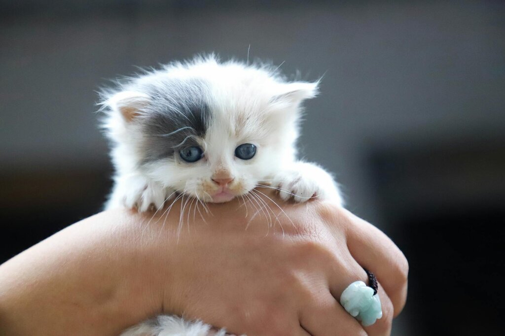 cute kitten being held in hand