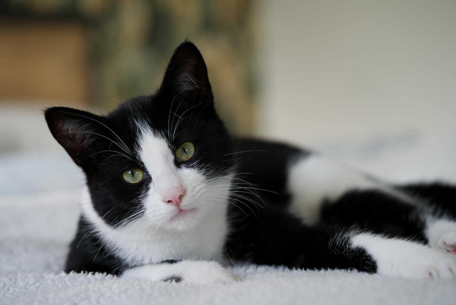 black and white cat lying on rug