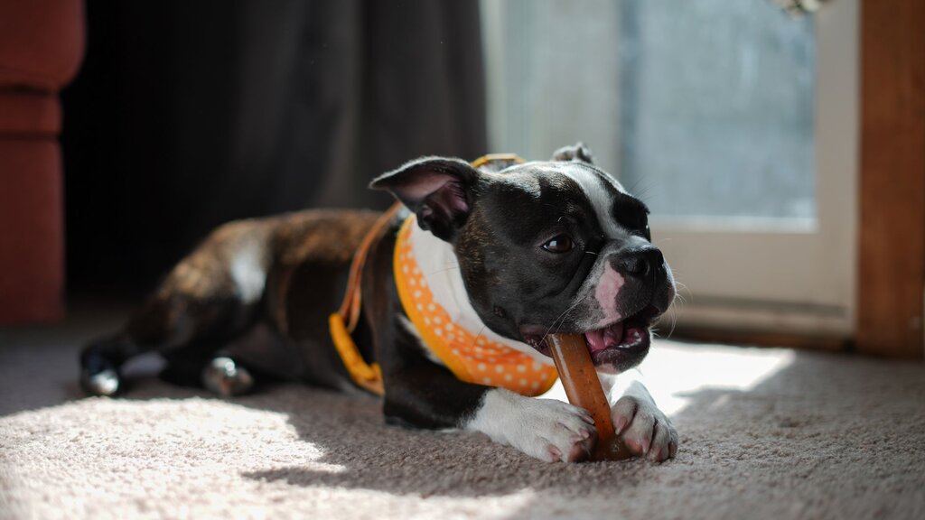 boston terrier chewing on nylabone