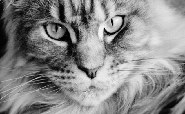 close up of maine coon cat