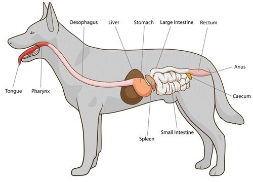 image of anatomy of dog's digestive system