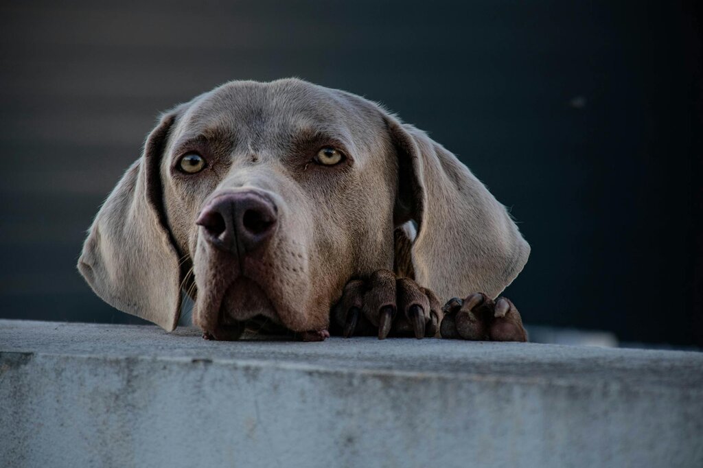 sad looking weimaraner with head on ledge