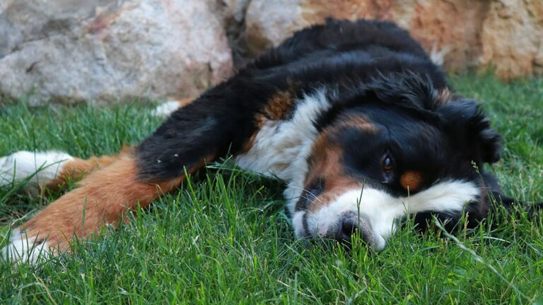 Bernese Mountain Dog resting on grass