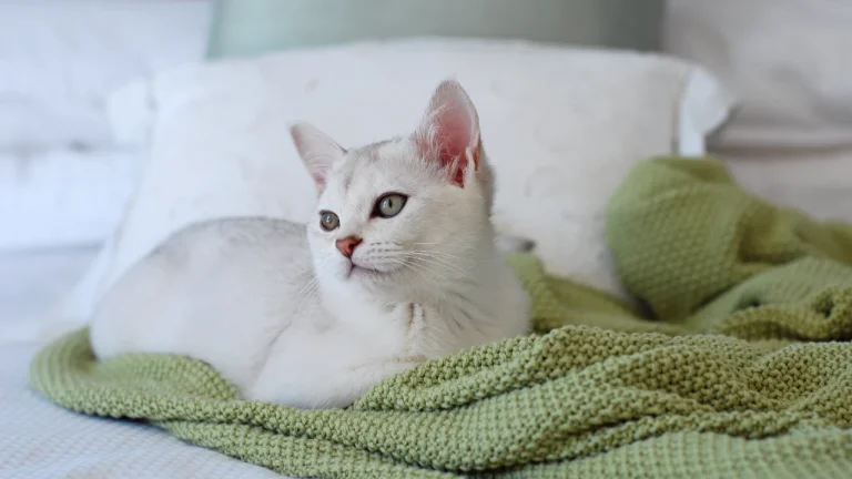 burmilla resting on bed with green blanket
