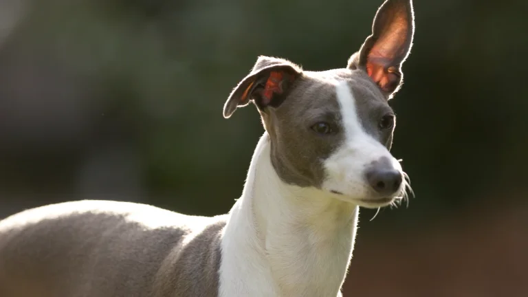 italian greyhound backlit by sunshine