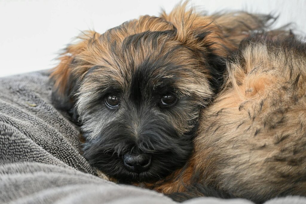 black and brown fluffy puppy lying on bed with eyes open