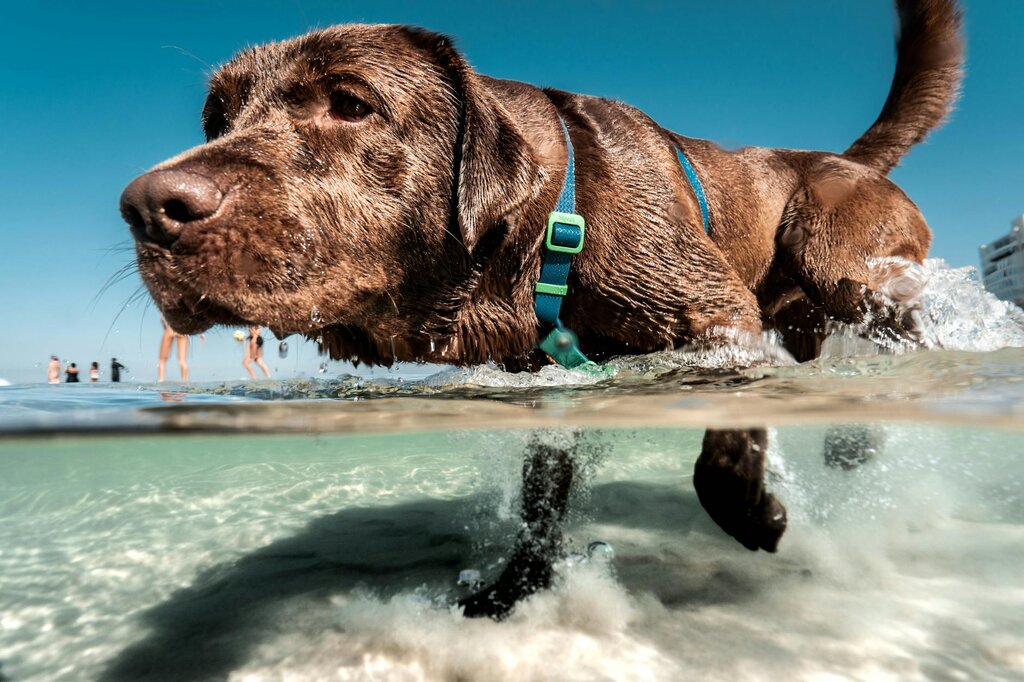chocolate labrador paddling in the water at the beach