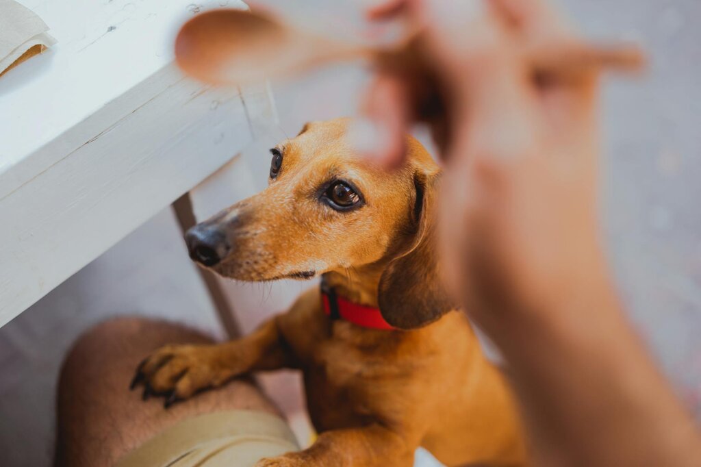 dachshund standing up on back legs leaning on owner