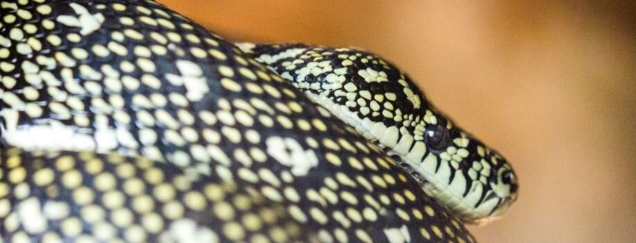 carpet python