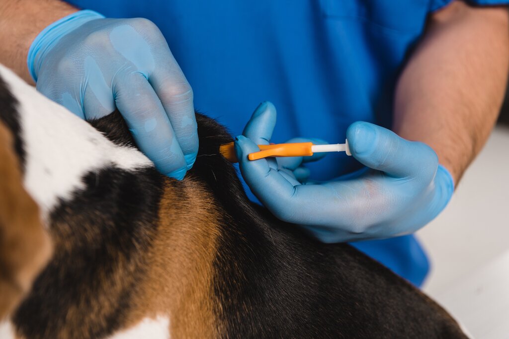 dog being microchipped 
