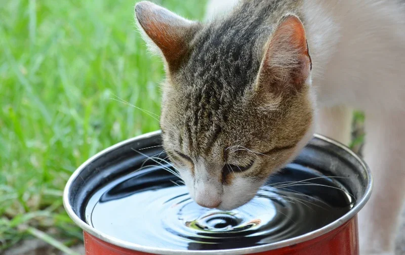 cat drinking from bowl of water