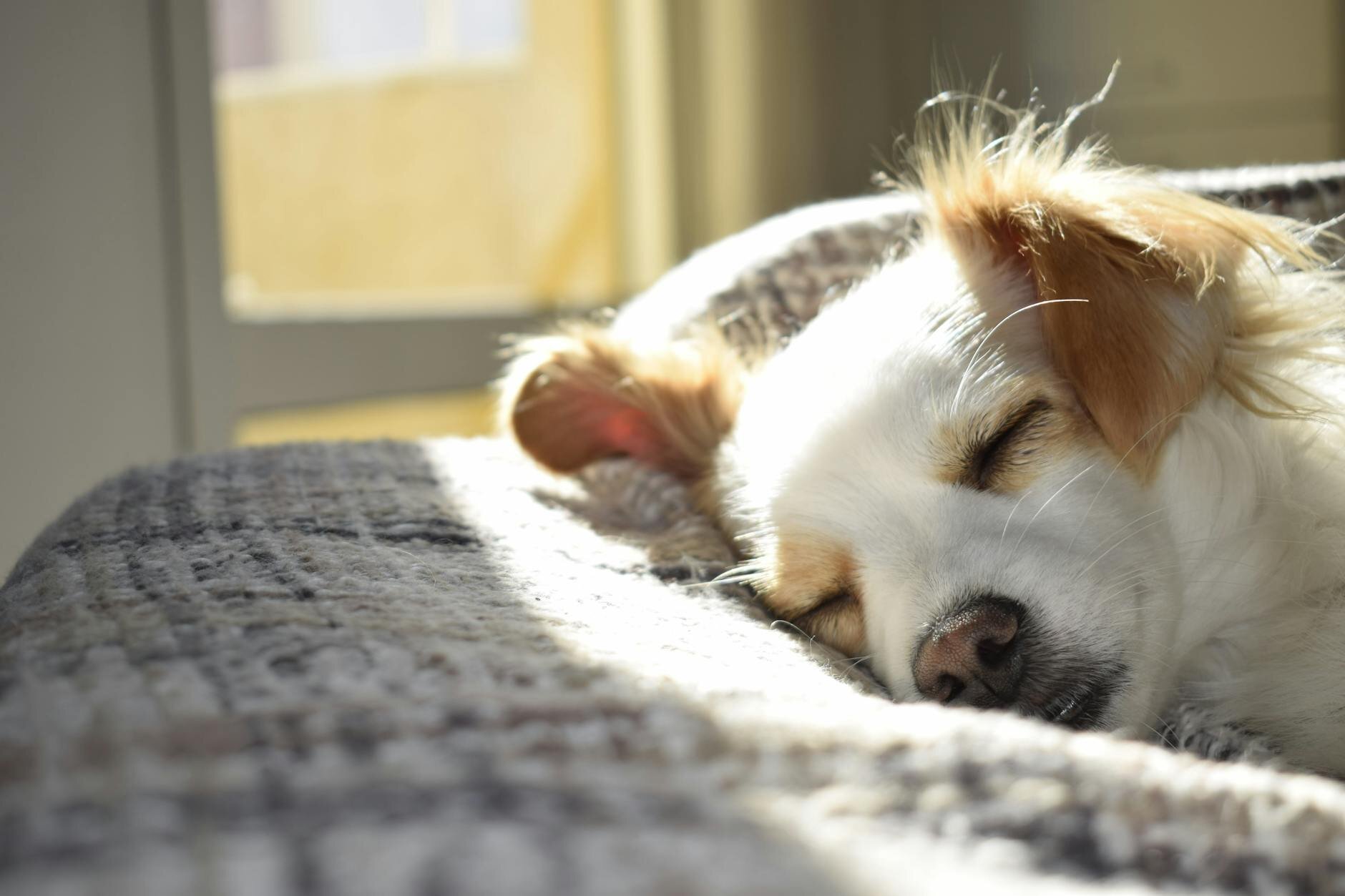 Brown and white dog sleeping with eyes closed on bed