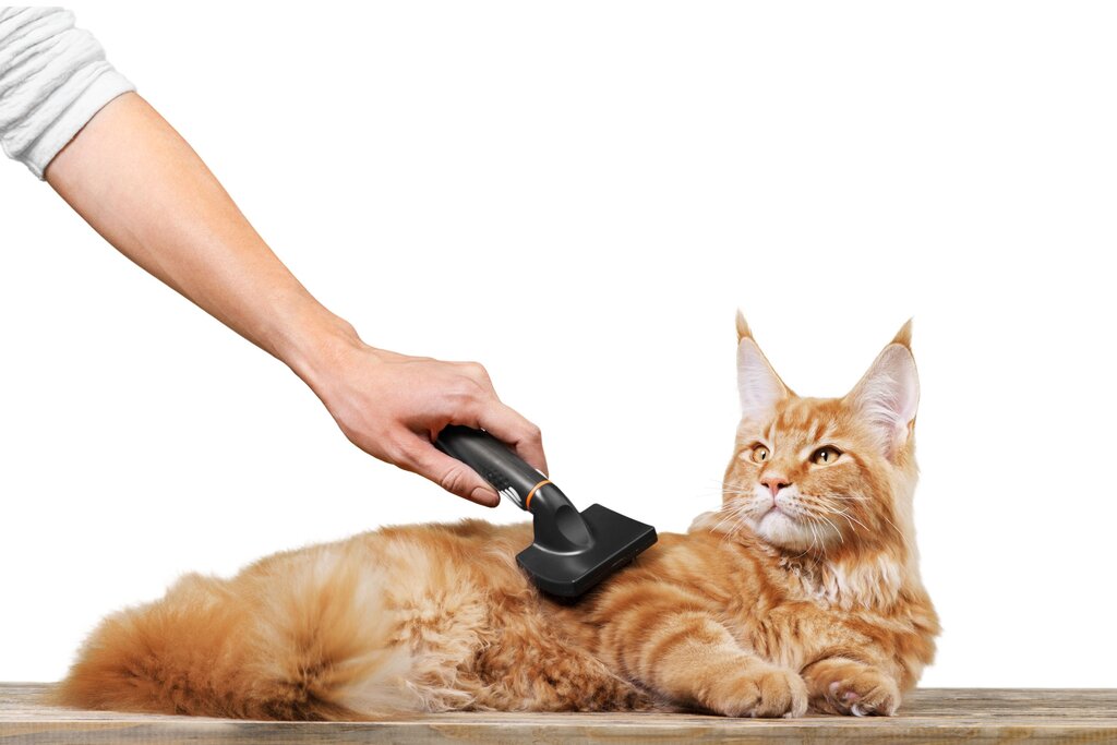 An orange Maine Coon cat being brushed 