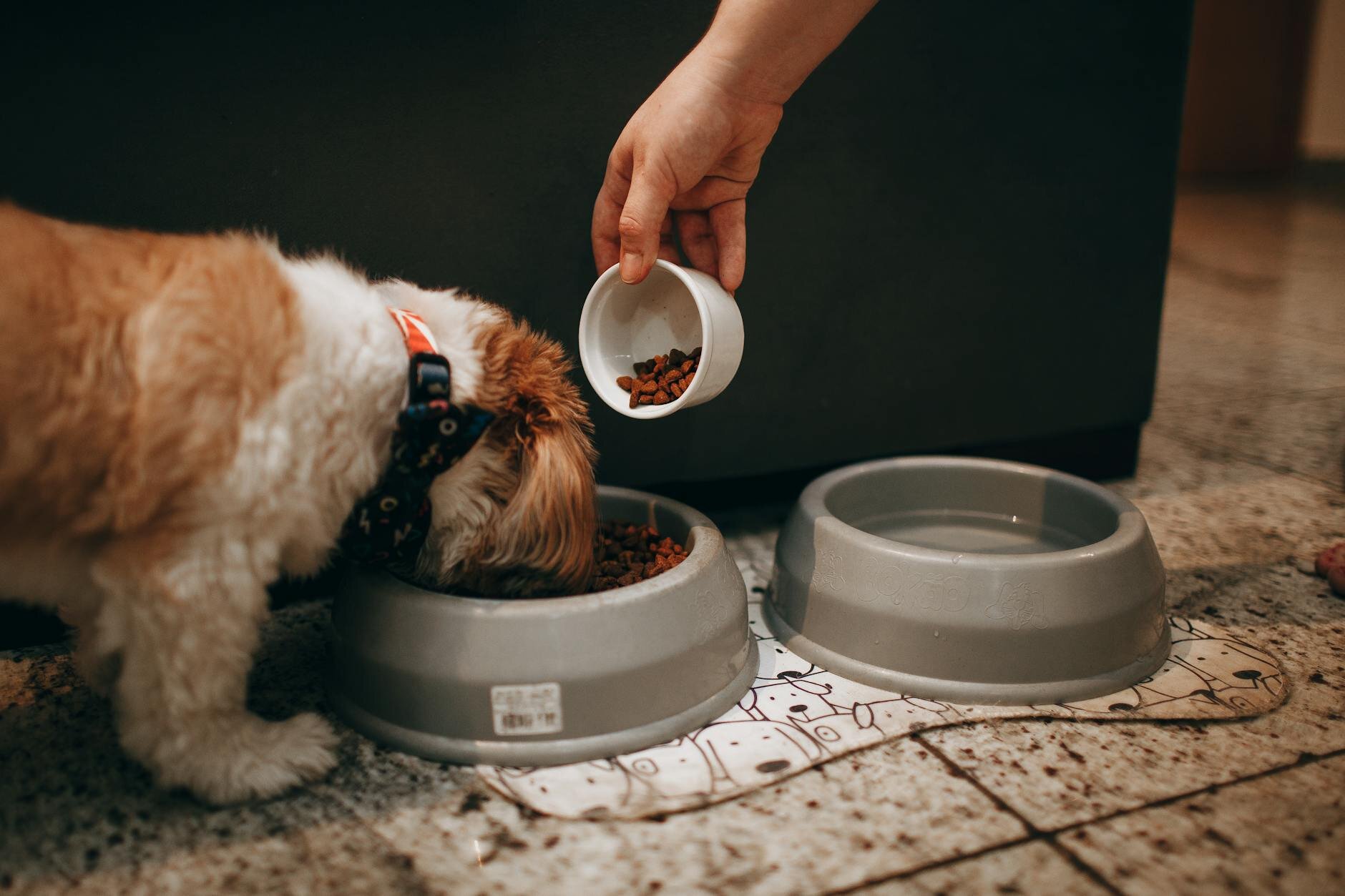 puppy eating from bowl on floor