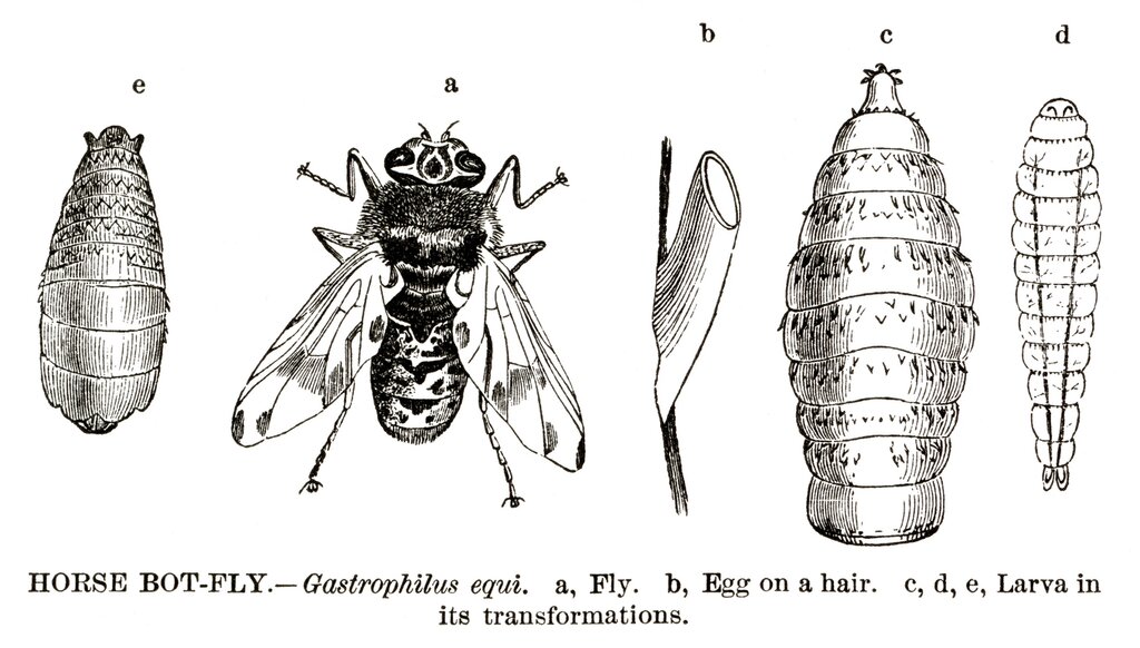 bot fly lifecycle diagram