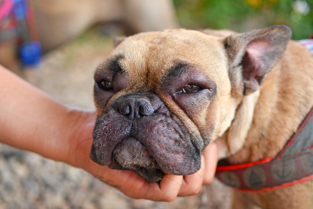 french bulldog with swollen face due to bee sting