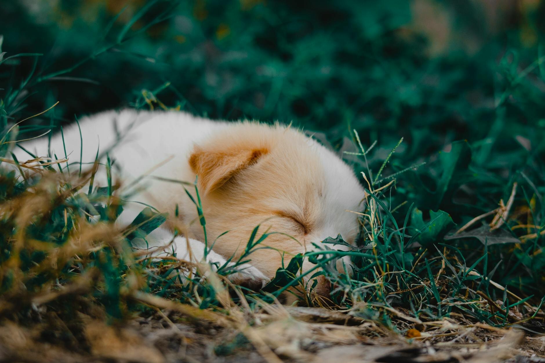 puppy asleep in grass
