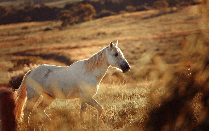 horse walking through dry paddock