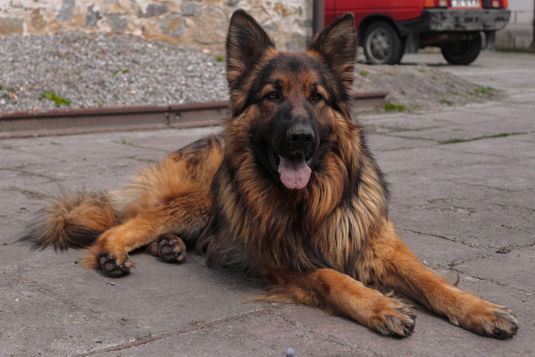 german shepherd lying on ground outdoors
