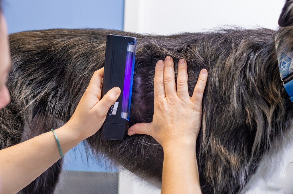dog at vet being examined for ringworm with a woods lamp