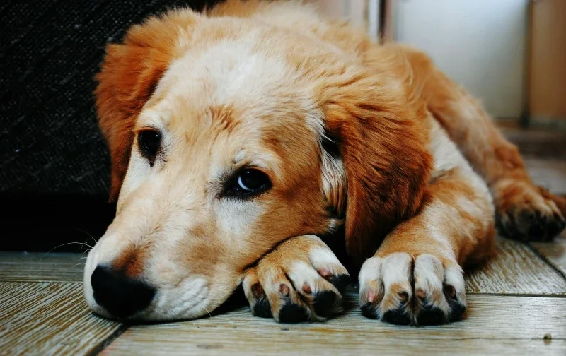 sad dog lying on floor
