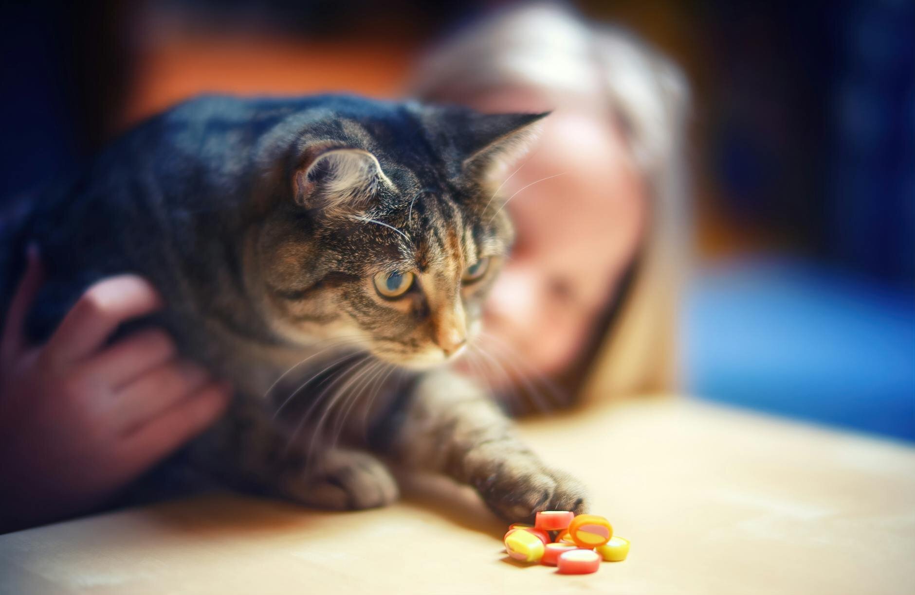 cat reaching for medications