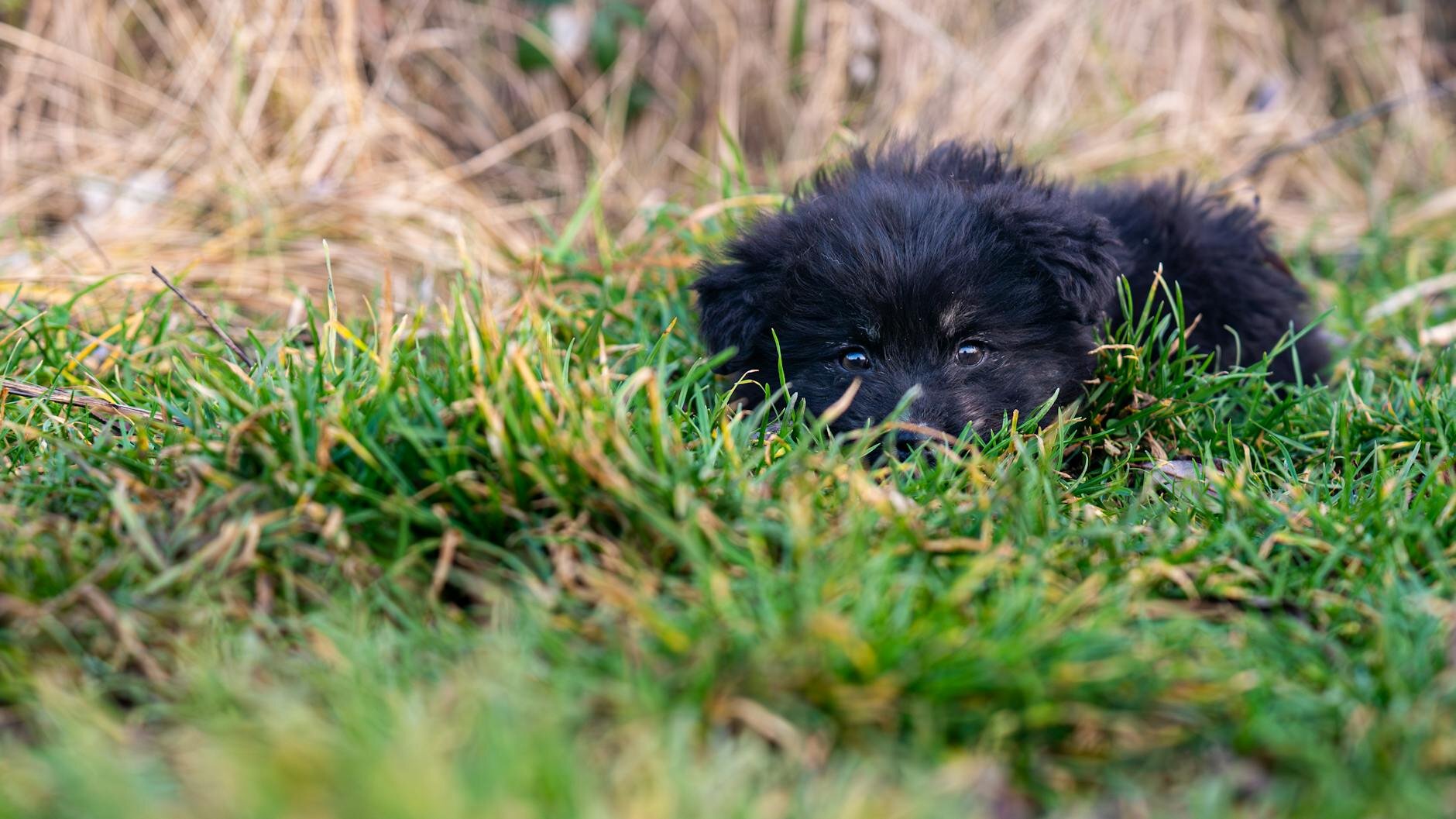 Play puppy hiding in grass