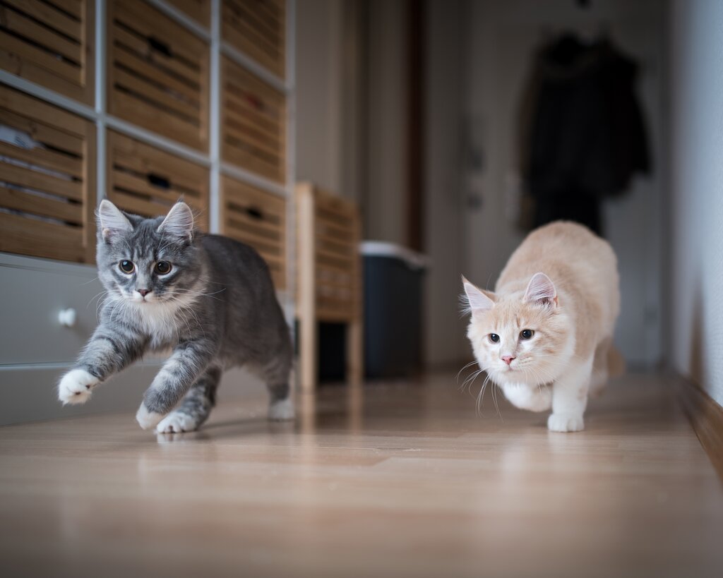 cats running down hallway together chasing toy