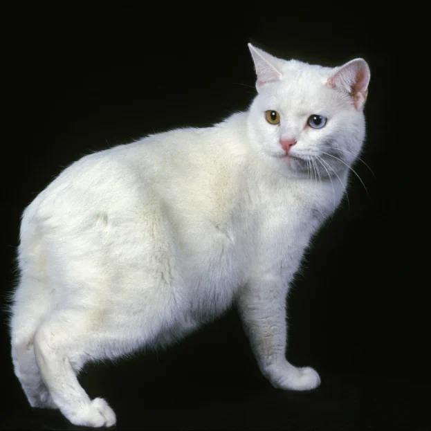 White manx cat on black background