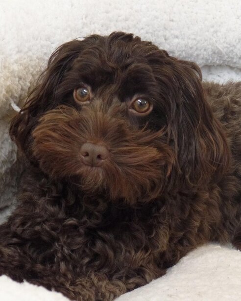 spoodle puppy lying in bed