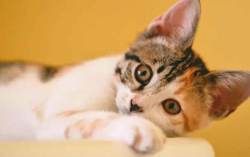 tortoiseshell kitten laying down looking at camera
