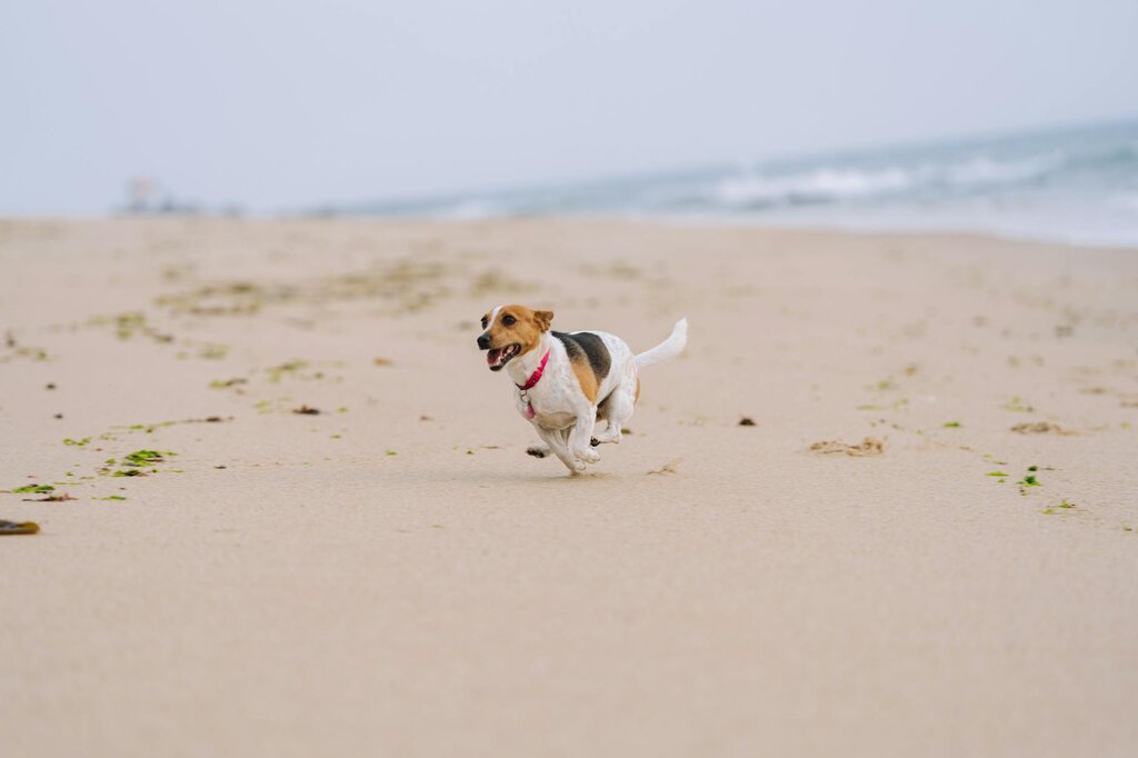 dog running along beach