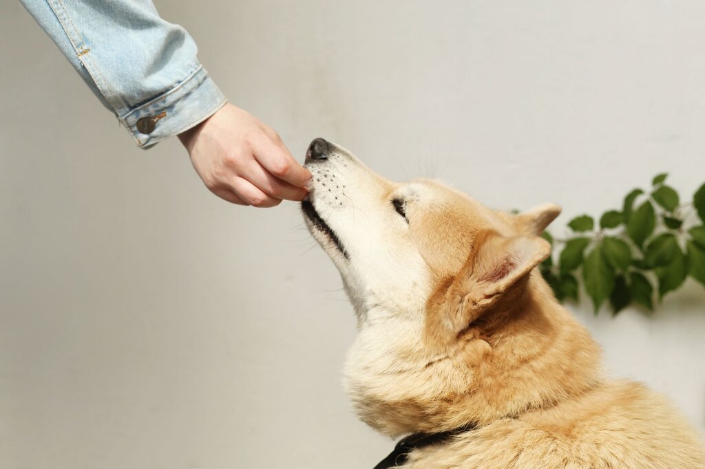 dog taking treat from human hand
