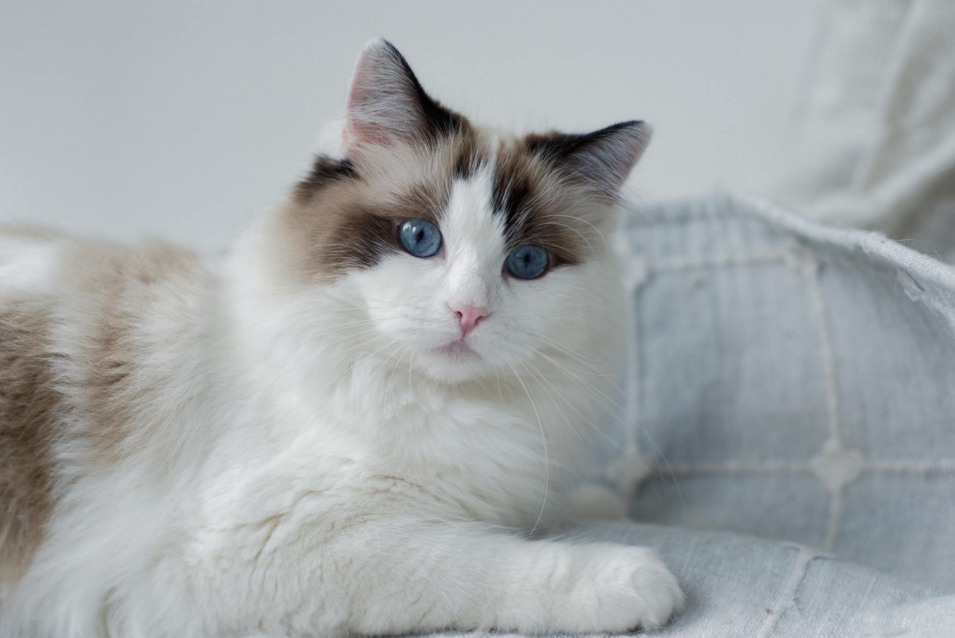ragdoll cat sitting on bed 
