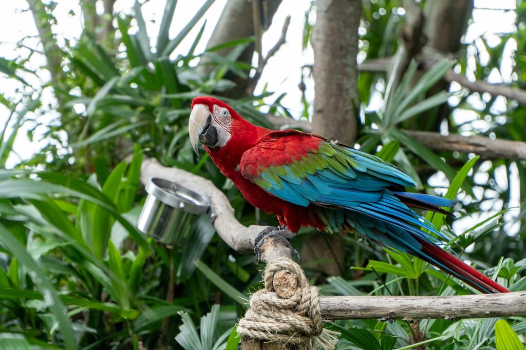 macaw sitting on perch in a tree 
