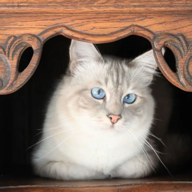 birman cat sitting in ornate furniture
