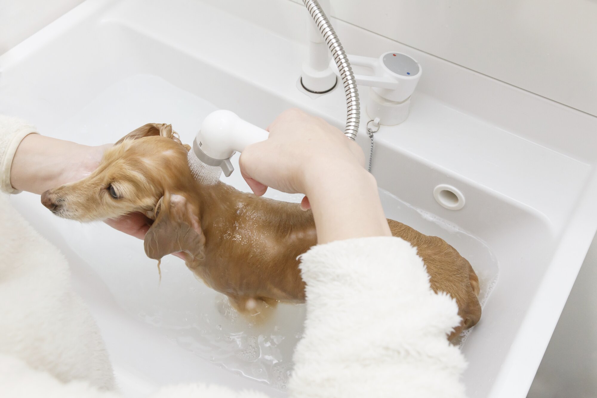 dog having a bath in sink