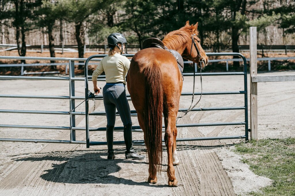 chestnut horse being led into an arena