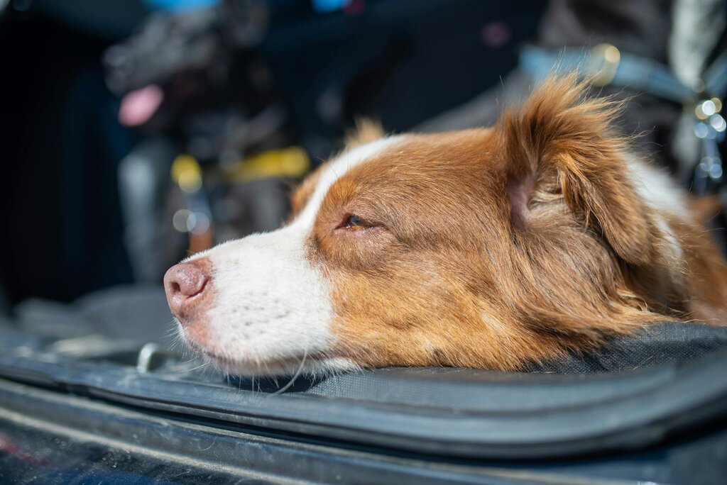 border collie with head resting on car