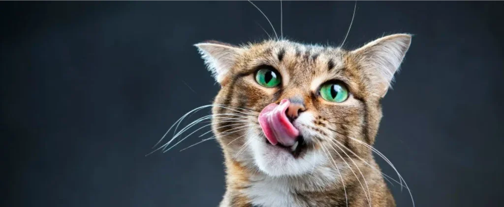 cat licking lips