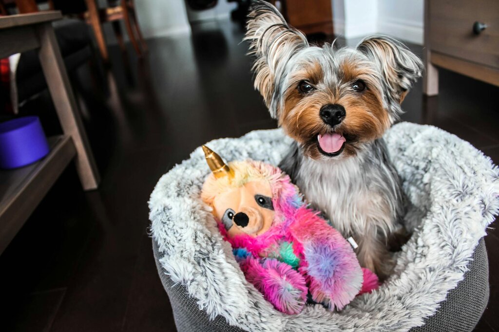 terrier in dog bed with toy