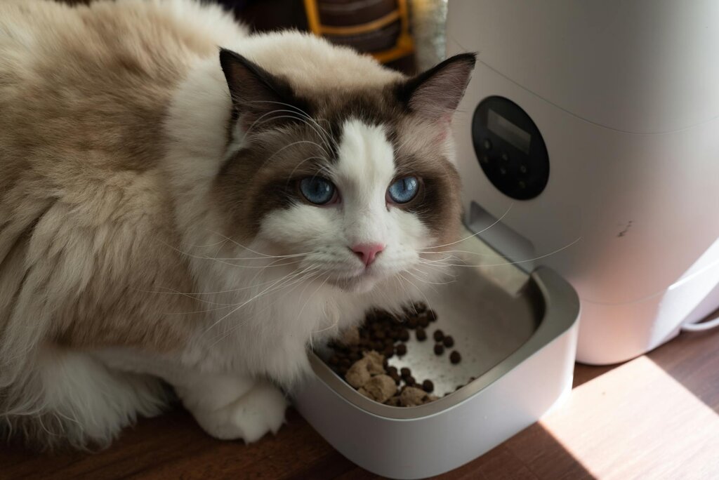 cat eating from an automatic feeder