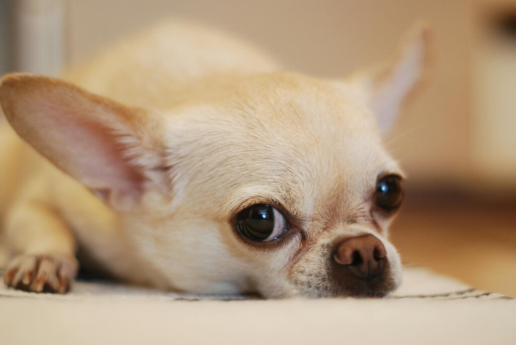 close up of chihuahuas face lying down on carpet