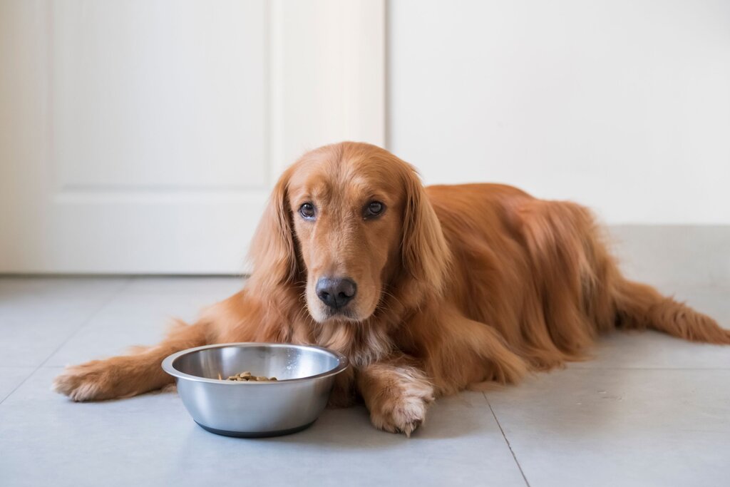 A brown long haired dog lying down with a bowl of food in front of it
