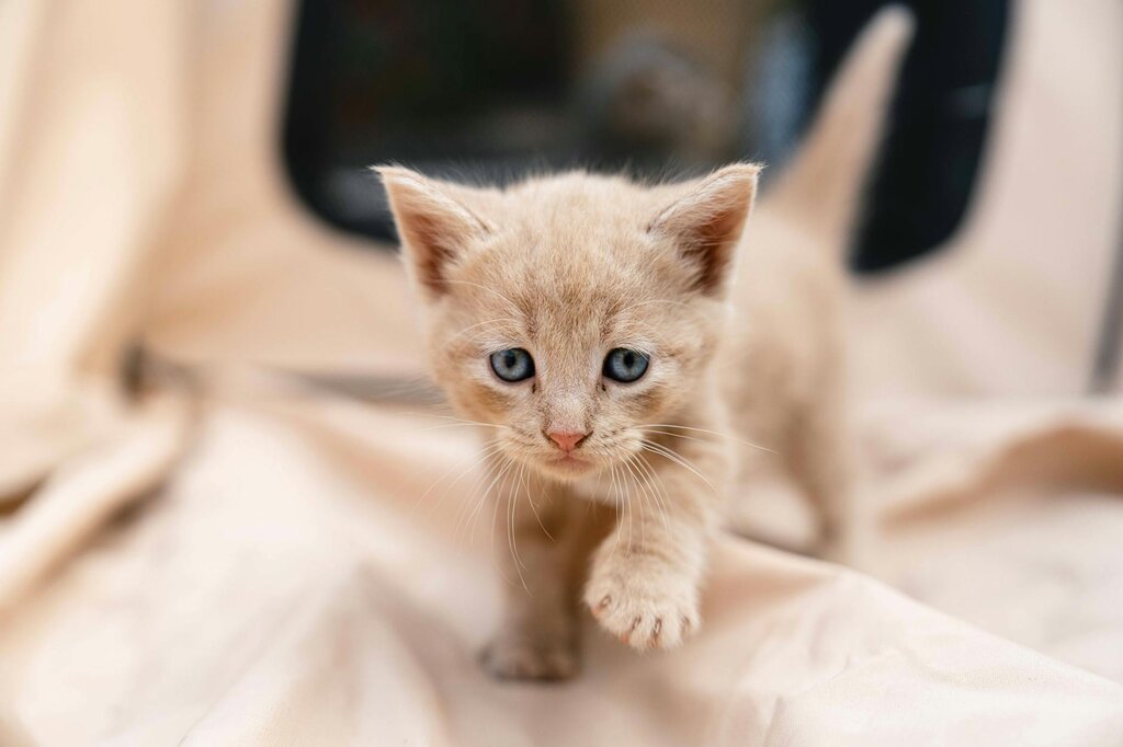 young kitten in soft carrier