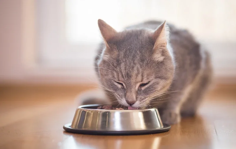 cat eating from stainless steel bowl