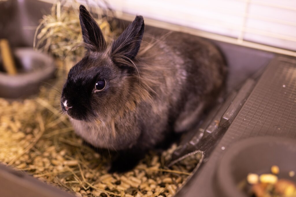 brown rabbit in cage